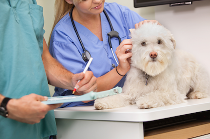 Veterinary Assistant Job Description - Healthcare Salary World
