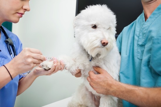 Veterinary Technician Job Description - Healthcare Salary World